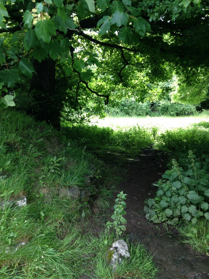 6 2016-06-29 10.10.17 path and creek