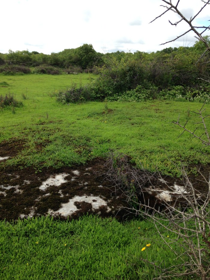 7 2016-06-29 11.33.10 black soil dead tree