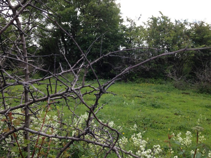 8 2016-06-29 10.44.20 loughneera branches