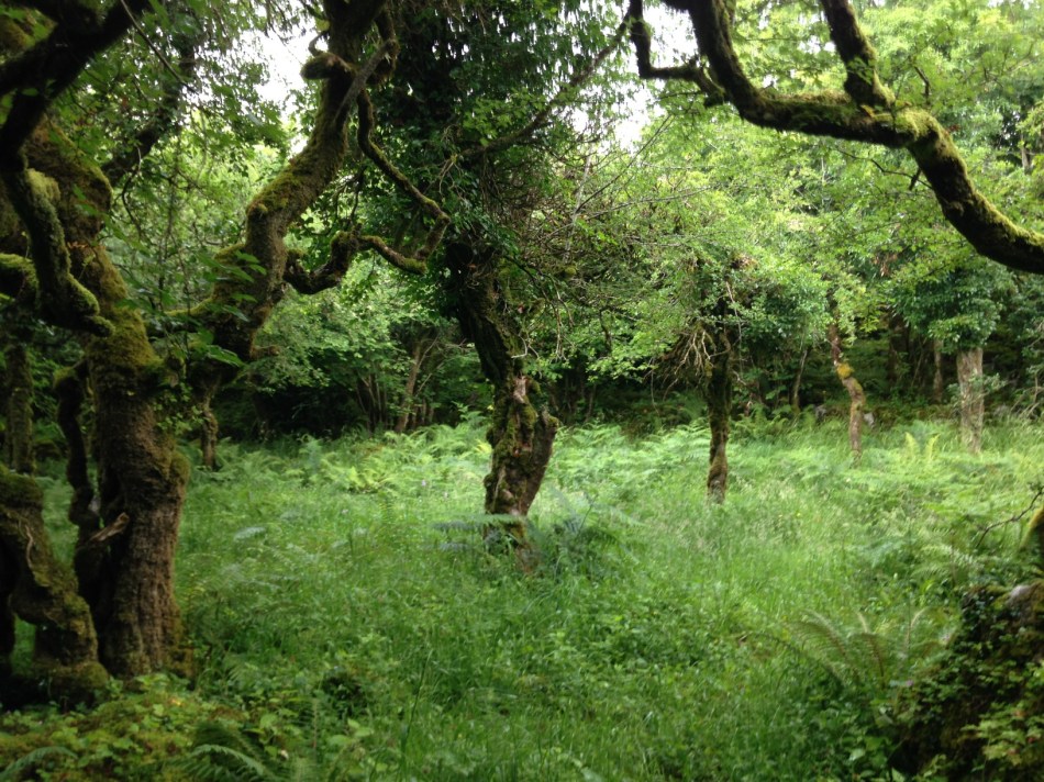 15 2016-07-01 11.20.56 fairy fort tree guards