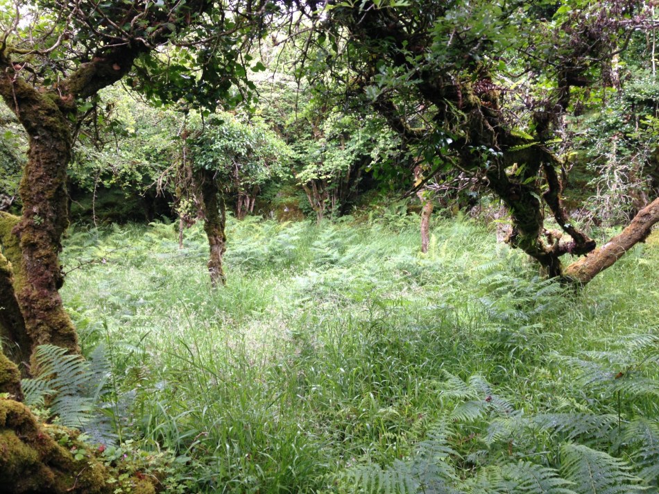 16 2016-07-01 11.18.03 fairy fort