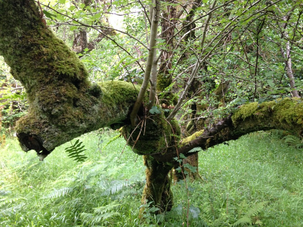 17 2016-07-01 11.17.59 fairy fort hawthorn blackthorn