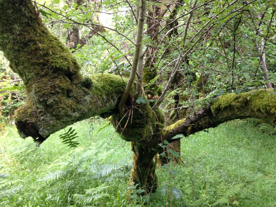 17 2016-07-01 11.17.59 fairy fort hawthorn blackthorn