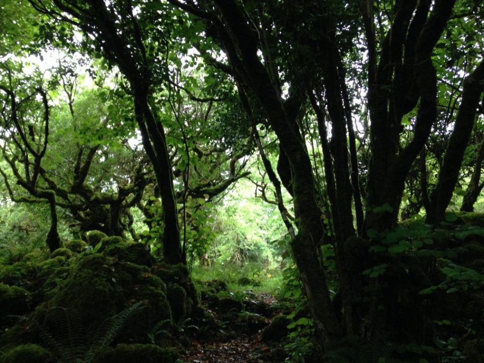 18 2016-07-01 11.21.24 outside fairy fort