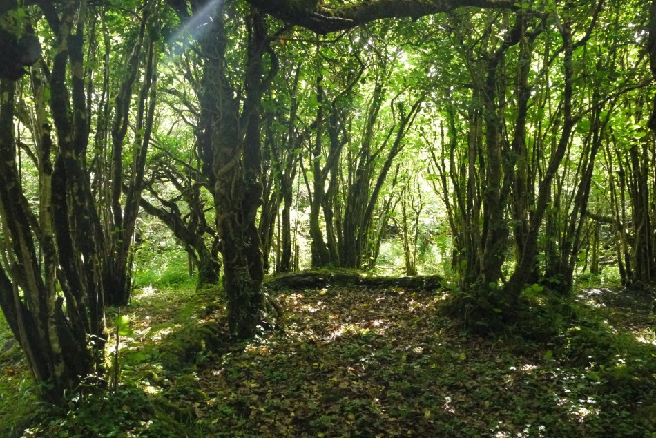 8 P1150100 rath ring